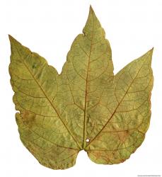 Leaves